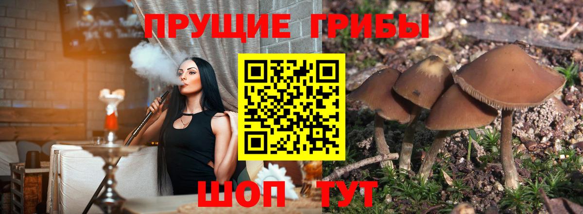 Галлюциногенные грибы прущие грибы Вятские Поляны